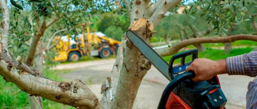 Pruning an olive tree with pruning with chainsaw