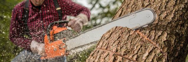 Worker cutting a tree with a chainsaw.