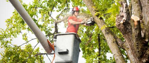 Tree Service Arborist Cutting Diseased Branches with Chainsaw