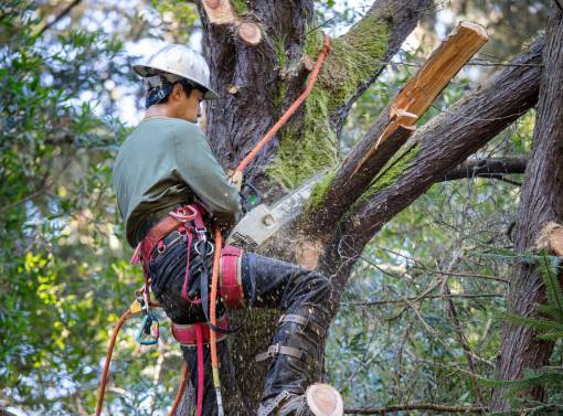 Arborist man cutting down a tree with harness