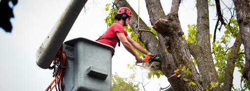 Tree Service Arborist Expert Working, Pruning, Cutting Diseased High Branches