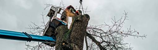 Arborist In Platform Cutting Old Oak With Chainsaw