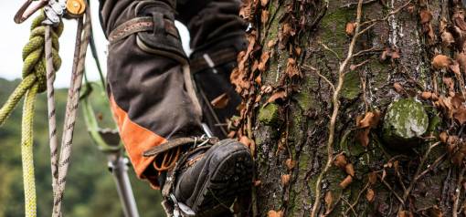 Midsection of Legs of Arborist Man with Harness Cutting a Tree, Climbing.