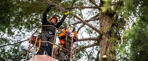 Arborist Men with Chainsaw and Lifting Platform Cutting a Tree.