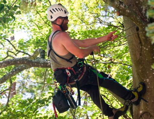 Arborist climbs up a tree