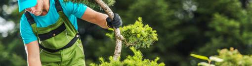 Gardener Inspecting a Tree 