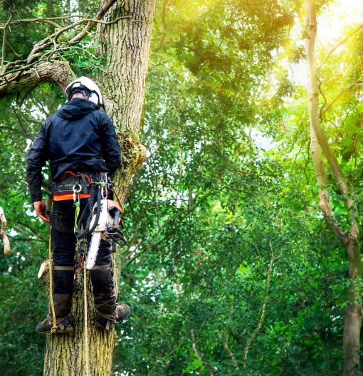 Arborist cutting down tree with petrol chainsaw